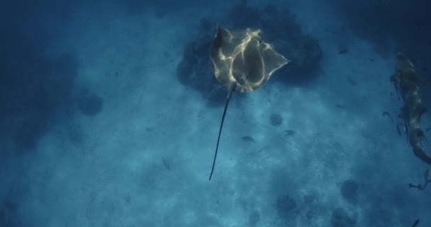 Stingray Subaquático Polinésia Francesa Maldivas Raio Sting Nada Com Peixes — Vídeo de Stock