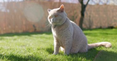 İskoç kedisi arka bahçeye yakın. Bahçede oturan gri tüylü kedi. Yüksek kalite 4k görüntü