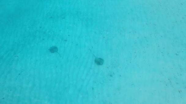 Stingray Debaixo Água Nas Maldivas Raios Picada Nadando Oceano Azul — Vídeo de Stock