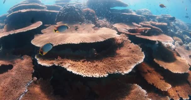 サンゴ礁は熱帯魚で水没しています 最も大きい堅いサンゴ 水中風景 良質の4K映像 — ストック動画