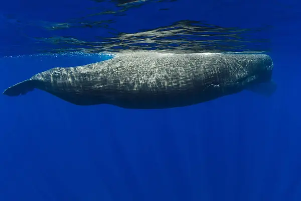 Ballenas Espermatozoides Nadando Océano Azul Vista Submarina Imagen De Stock