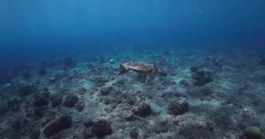 Deniz kaplumbağası tropikal mavi okyanusta mercan kayalıklarında süzülür. Kaplumbağa kristal denizde suyun altında yüzer. Yüksek kalite 4k görüntü