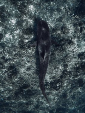 Okyanusun derinliklerinde kaplan köpekbalığı silueti. Tehlikeli kaplan köpekbalıklarıyla dalış..