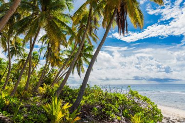 Fuvahmulah Adası, Maldivler 'deki plajda palmiye ağaçları olan tropik bitkiler. Tropikal denizli turistik pankart