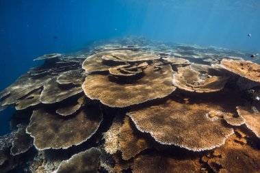 Masada yaşayan mercanların bulunduğu tropikal resif berrak mavi okyanusta suyun altında.