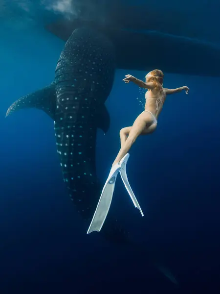 Stock image Whale shark and slim sexy woman with fins in blue sea. Shark underwater and beautiful lady