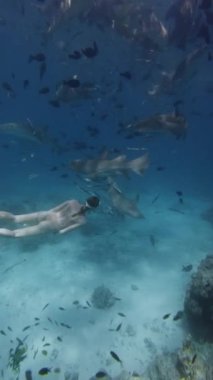 Kadın Maldivler 'de tropikal bir mavi denizde köpekbalıklarıyla dalıp yüzüyor. Yüksek kalite 4k görüntü
