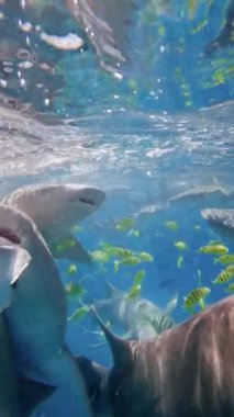 Hemşire köpekbalığının mavi okyanustaki tropik sualtı balıklarıyla yakın görüntüsü. Yüksek kalite 4k görüntü