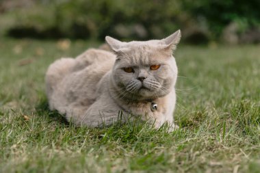 Yaz bahçesinde çimenlikte İskoç kedi portresi. Gri tüylü kedi kameraya bak.