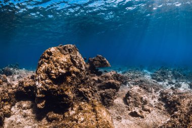 Tropikal mavi okyanusta mercan kayalıkları olan su dünyası. Su altı manzarası