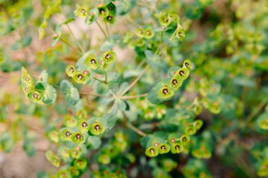 Blooming Wood spurge close up view. Euphorbia amygdaloides clipart