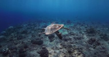 Deniz kaplumbağası tropikal mavi okyanusta mercan kayalıklarında süzülür. Kaplumbağa kristal denizde suyun altında yüzer. Yüksek kalite 4k görüntü