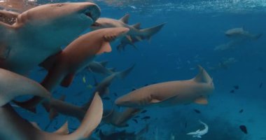 Hemşire köpekbalığının mavi okyanustaki tropik sualtı balıklarıyla yakın görüntüsü. Yüksek kalite 4k görüntü