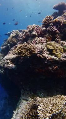 Tropikal balıklarla birlikte su altında mercan kayalıkları. En büyük sert mercanlar, sualtı manzarası yüksek kaliteli 4K görüntüler.