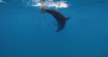 Yunuslar mavi okyanusta suyun altında yüzerler. Yunuslar vahşi doğada yaşar. Yüksek kalite 4k görüntü