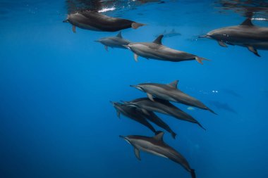 Yunuslar mavi denizde suyun altında yüzerler. Okyanustaki yunuslar