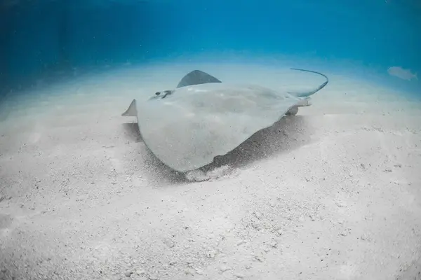 stock image Sting ray fish swims in blue sea. Stingray underwater on sandy sea bottom.