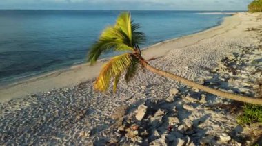 Okyanus kıyısında Hindistan cevizi palmiyeleri ve ılık gündoğumu ile Maldivler 'deki tropikal adalarda günbatımı tonları. Yüksek kalite 4k görüntü