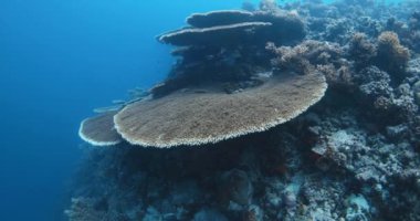 Tropikal balıklarla birlikte su altında mercan kayalıkları. En büyük sert mercanlar, sualtı manzarası yüksek kaliteli 4K görüntüler.