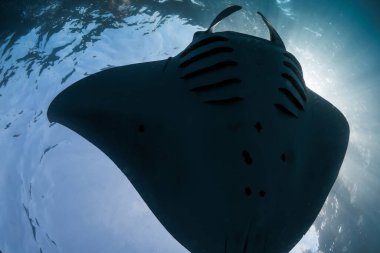Bottom view of giant manta ray fish. Sting ray underwater in blue ocean