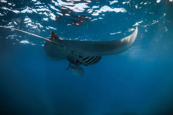 stock image Manta ray fish swims underwater. Big fish in tropical blue sea