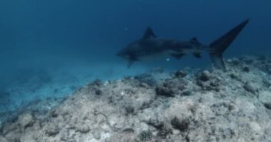 Büyük kaplan köpekbalığı mavi okyanusta yüzüyor. Maldivler 'de kaplan köpekbalıklarıyla dalış. Yüksek kalite 4k görüntü