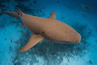 Nurse shark underwater in tropical blue sea on Maldives clipart