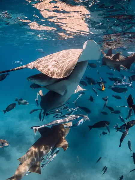 stock image Stingray, sharks and a lot of fish swims undersea in blue ocean.