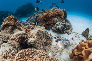 Mavi okyanustaki sualtı sahnesi mercan resifi ve balık gruplarıyla dolu.