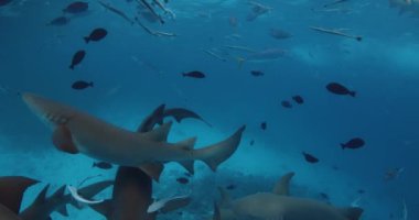 Mavi okyanusta tropikal balıklarla birlikte su altında köpekbalıkları. Tropikal denizde hemşire köpekbalığıyla ağır çekim. Yüksek kalite 4k görüntü