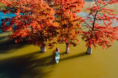 Suda sonbahar bataklık ağaçları olan nehirdeki SUP panosundaki kadınla drone görüntüsü