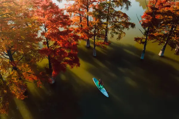 stock image Drone view with woman on SUP board at the river with autumnal swamp trees in water