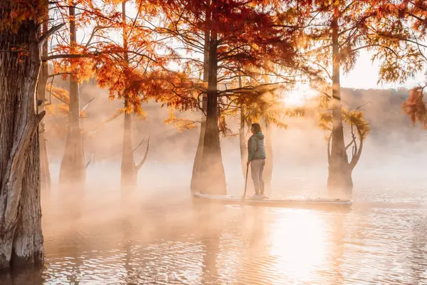 stock image Woman floating on stand up paddle board at river with morning fog and autumnal Taxodium distichum trees