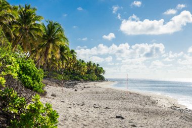 Fuvahmulah adasındaki plajda tropik hindistan cevizi palmiyeleri, Maldivler.