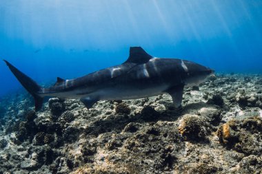 Tiger shark close up on deep in blue ocean. Diving with dangerous tiger sharks. clipart