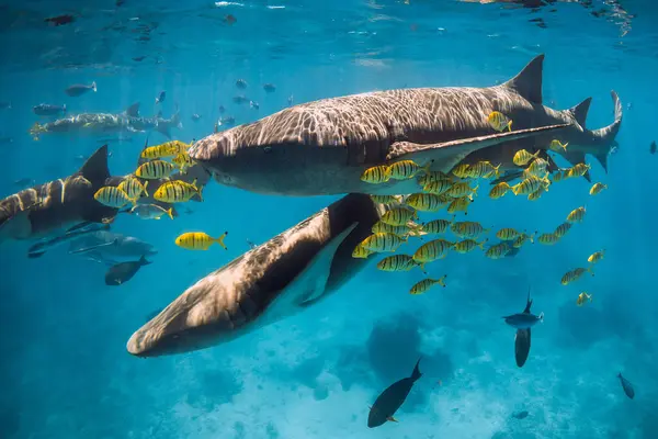 stock image Tropical yellow fish and nurse sharks in tropical sea. Sharks in Maldives