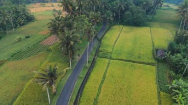 Palmiye ağaçlarının altında yolu olan yeşil pirinç teraslarının drone görüntüsü. Bali adasının kırsal kesiminde. Yüksek kalite 4k görüntü