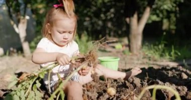 Küçük beyaz kız bahçede patates kazmaya yardım ediyor. Yüksek kalite 4k görüntü