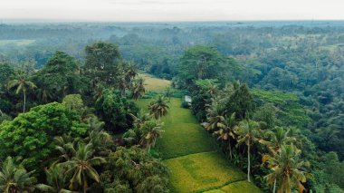 Tropikal palmiye ağaçları olan yeşil pirinç teraslarının drone görüntüsü. Bali adasının kırsal kesimi.