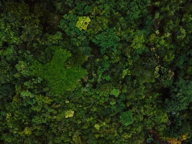 Brezilya 'nın Urubici şehrinde ağaçtan taç takıyorlar. Hava görünümü