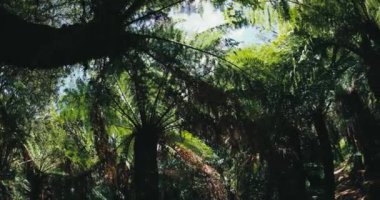 Santa Catarina, Brezilya 'da tropikal eğreltiotu olan ahşap bir patika. Yüksek kalite 4k görüntü