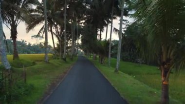 Palmiye ağaçlarının altında yolu olan yeşil pirinç teraslarının drone görüntüsü. Bali adasının kırsal kesiminde. Yüksek kalite 4k görüntü