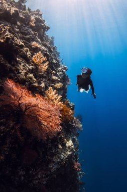 Freediver woman swims underwater near reef and exploring corals in blue ocean on Menjangan, Bali. clipart