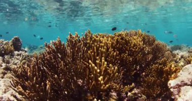 Mavi okyanusta mercanlar ve tropikal balıklarla birlikte su altı manzarası. Yüksek kalite 4k görüntü