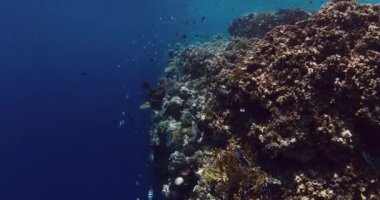Mavi okyanusta mercanlar ve tropikal balıklarla birlikte su altı manzarası. Yüksek kalite 4k görüntü