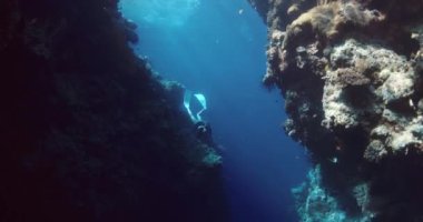 Dişi serbest dalgıç, Bali 'deki Menjangan adası yakınlarındaki su altı kanyonunda yüzüyor. Yüksek kalite 4k görüntü