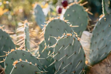 Bahçesinde güneş ışığı olan dikenli armut kaktüsü. Opuntia engelmannii