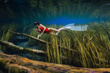 Woman dive and swims underwater over sunken logs at the bottom of the lake with algae. Freediving in crystal blue lake clipart