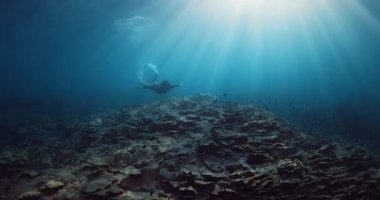 Kadın serbest dalgıç, su altındaki güneş ışınlarıyla tropikal denizlere dalıyor. Güzel, zayıf bir kadınla serbest dalış. Yüksek kalite 4k görüntü