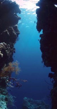 Mavi okyanusta mercanlar ve tropikal balıklarla birlikte su altı manzarası. Yüksek kalite 4k görüntü